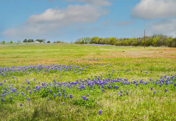 istock Texas Bluebonnet, Lupine, Landscape 1390554208