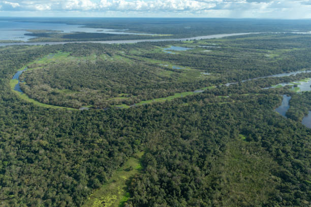 istock Brazilian Amazon rainforest and rivers 1390555535