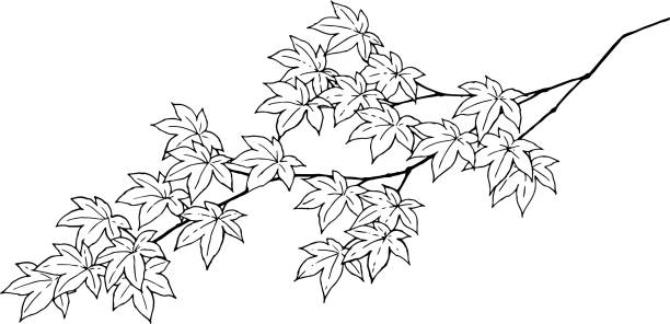 szkic klonu japońskiego - japanese maple illustrations stock illustrations