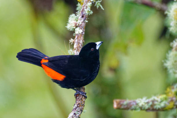 istock Flame-rumped Tanager male 1390558024