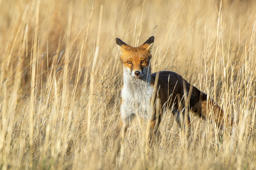 Red fox creeping around the farm in Central Victoria