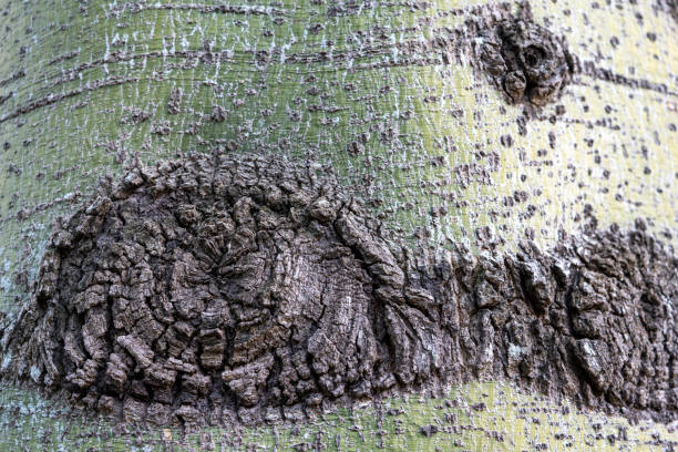 istock Stem of large tree with funny shape 1390562670
