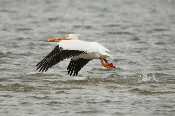 istock American White Pelican, flying low over turquoise mountain water 1390565540