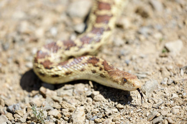 Isolated close up portrait of eastern yellow ratsnake on the ground