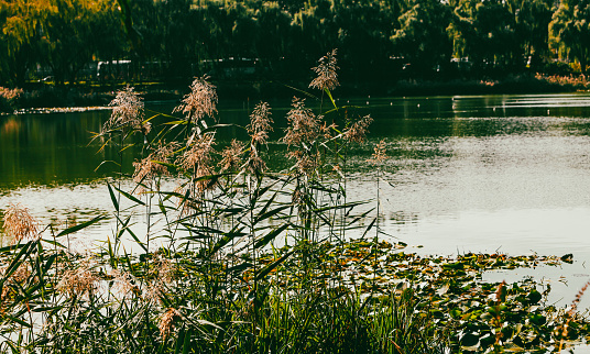 Shore of a lake at sunrise in autumn