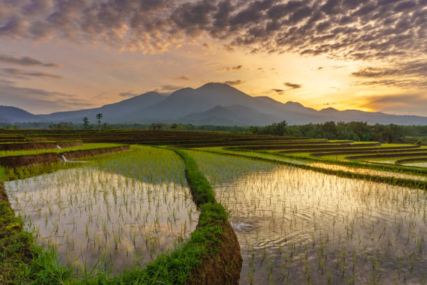istock beautiful morning view in the rice fields 1390572673
