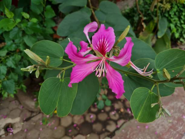 istock Bauhinia flower 1390573760