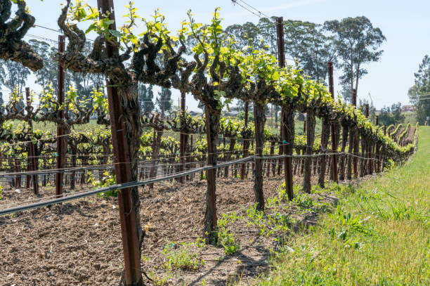 istock Dramatic beautiful rolling rows of grapes on a vineyard in sonoma valley, California. 1390576713