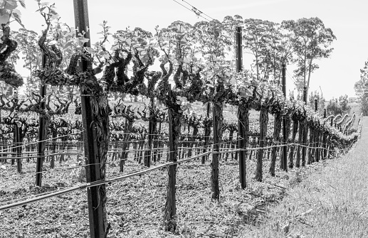 High contrast black and white image of grape plants flowering.