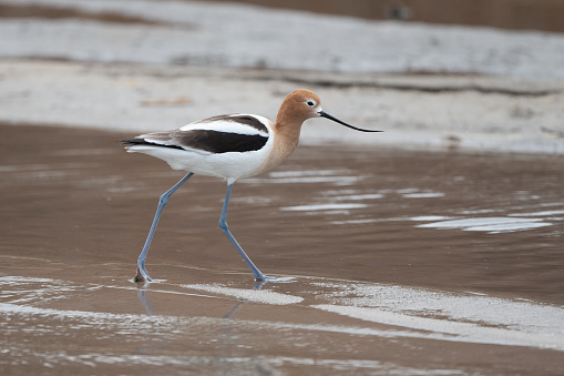 Black-winged Himantopus himantopus Recurvirostridae family and genus Himantopus common bird in aiguamolls emporda girona spain