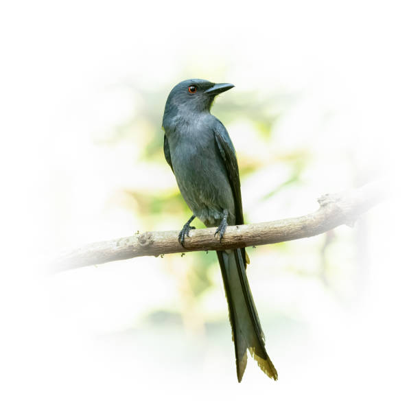 istock Sooty Drongo perching on a perch looking into a distance 1390577578