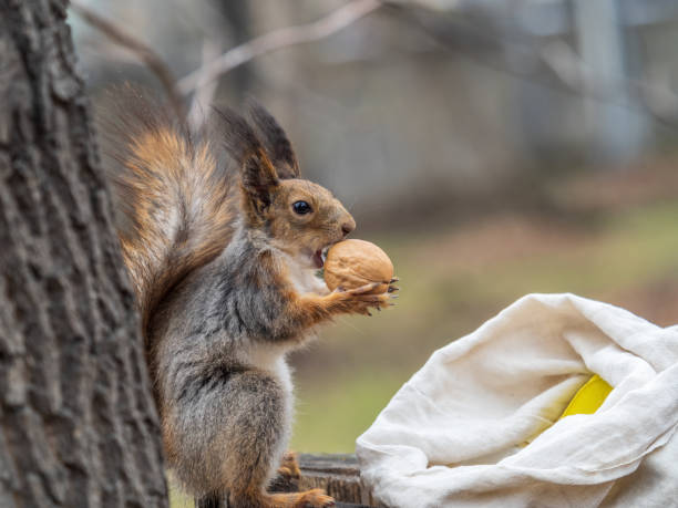 istock A squirrel with a nut sits on a stump in spring or summer. 1390580994