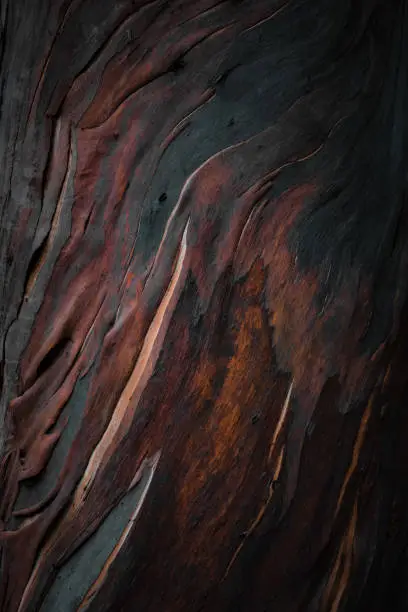 Photo of Photo taken of colorful tree bark