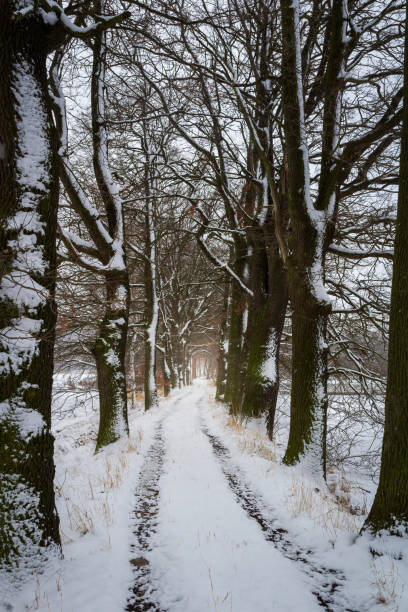 Tunnel path from tree trunk covered with snow and footh path. Czech early spring landscape