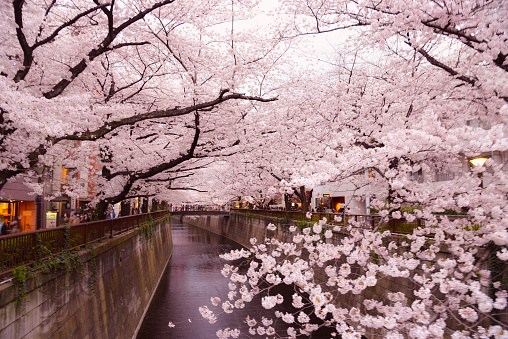 Cherry Blossoms around Meguro River
