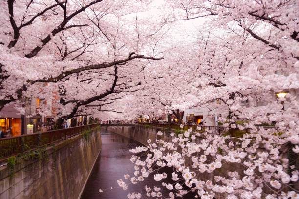 Meguro River Cherry Blossoms around Meguro River tokyo sakura stock pictures, royalty-free photos & images