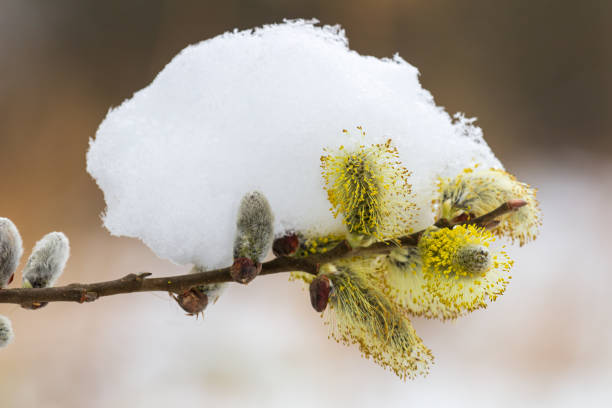 Fallen tree covered with snow, graphic processed
