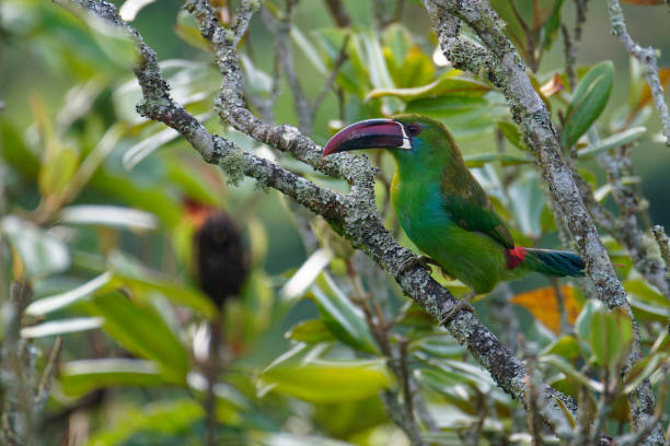a Toucanet searches food near Cali, Colombia