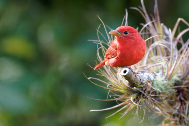 istock Summer Tanager male 1390585477