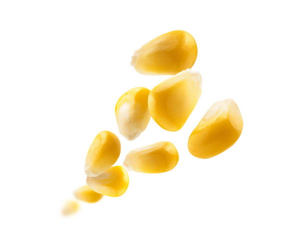 istock Ripe corn grains levitate on a white background 1390585560