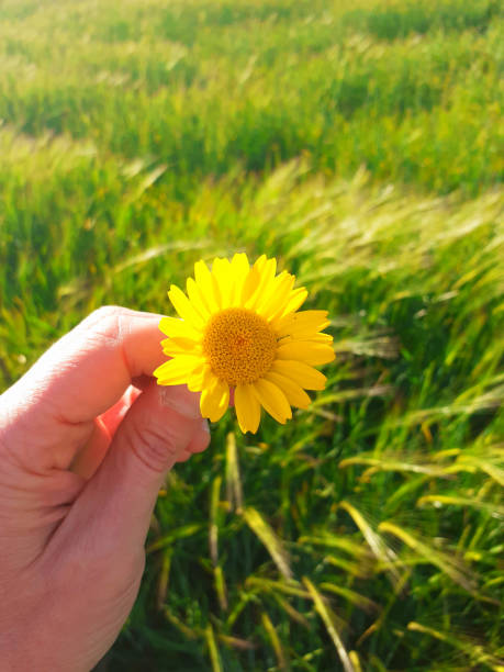 istock Hand With A Yellow Daisy With Green Grass Background. spring concept 1390586718