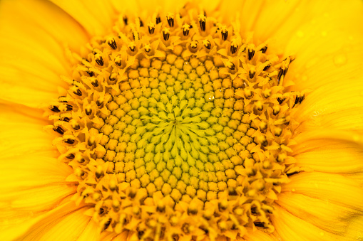 Yellow sunflower with drops of water , close up. Summer and autumn background