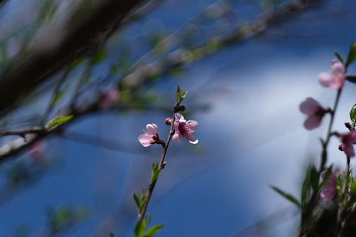 Sakura, or cherry blossom, in full bloom against a distant blue sky