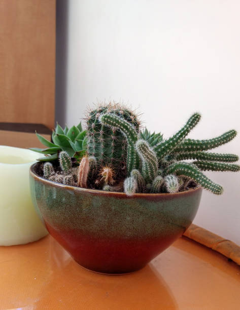 istock Cactus arrangement in ceramic pot 1390590273