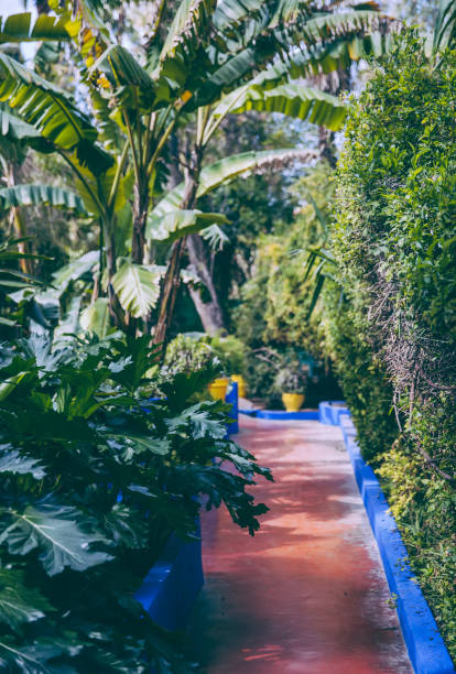 マラケシュのマジョレル庭園 - morocco majorelle gardens formal garden islam ストックフォトと画像