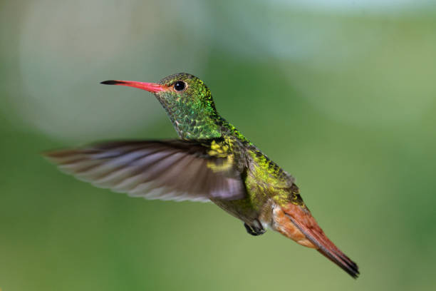 istock Rufous-tailed Hummingbird 1390590557