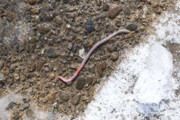 istock Earthworm after the rain crawled out on the asphalt 1390590566