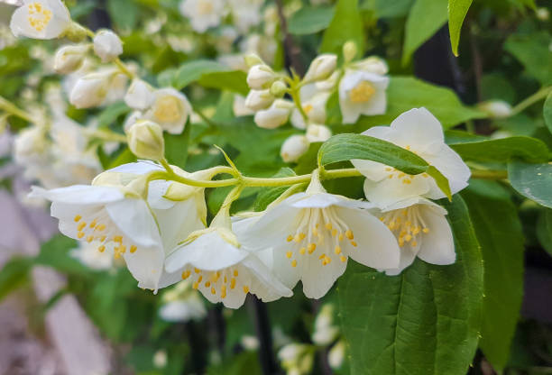 istock jasmine white flowers green leaves 1390590674