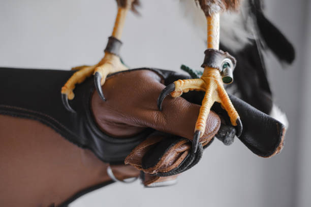 paws and claws of a wild buzzard bird on mittens close up. Eagle bird legs on human hand. The tamer of the predatory eagle holds his bird in his arms. Falcon hunting.