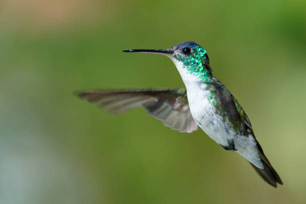 istock Andean Emerald Hummingbird male 1390591447