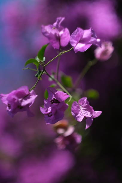 istock A blossomed branch of tropical tree 1390591570