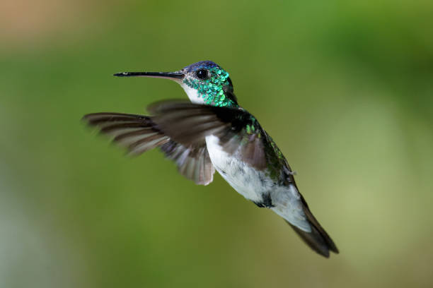 istock Andean Emerald Hummingbird male 1390592138