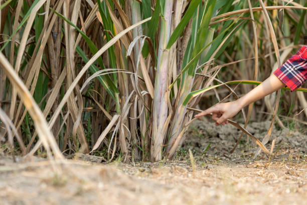 istock Sprouting of sugarcane after harvest 1390592189