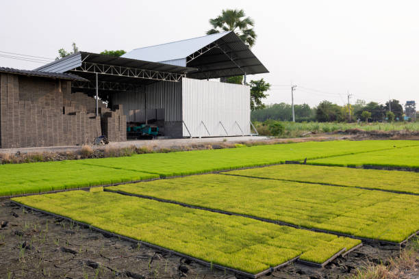 istock Modern method of rice planting. 1390592243