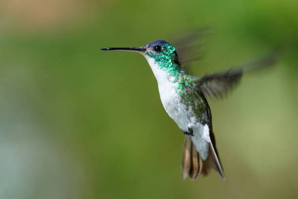 istock Andean Emerald Hummingbird male 1390592479