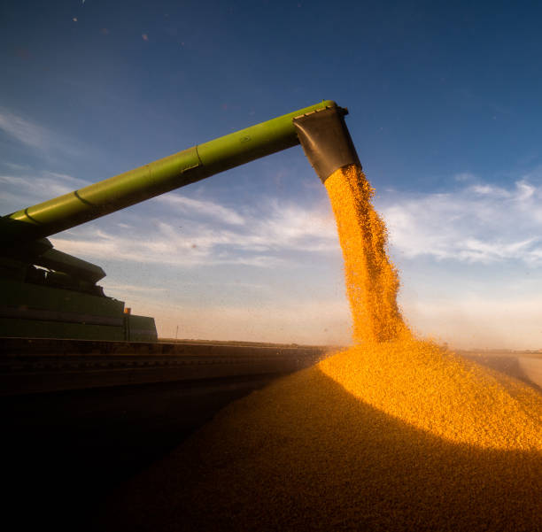 istock Corn harvest on a farmland 1390593176