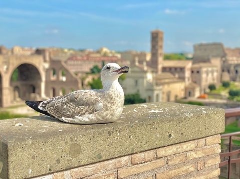 Travel in Italy - Beautiful Landscape - Bird/Pigeon in Basilica di San Pietro/St. Peter's Basilica Church, Ottaviano, Rome, Italy 聖彼得大教堂