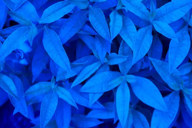 Photo of Phlox leaves are blue in close-up. Background leaves, leaf texture