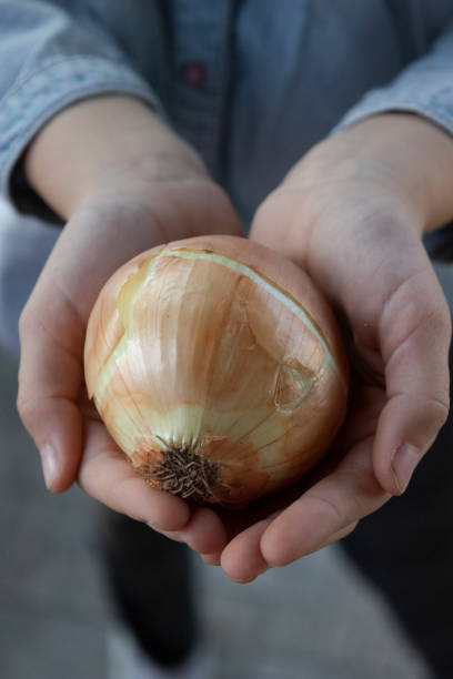 istock kids hands hold onion close up 1390594397