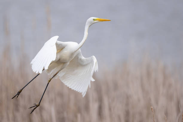istock Great egret Ardea alba in flight spread wings taking off 1390594510