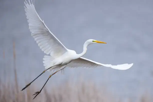 Photo of Great egret Ardea alba flying spread wings