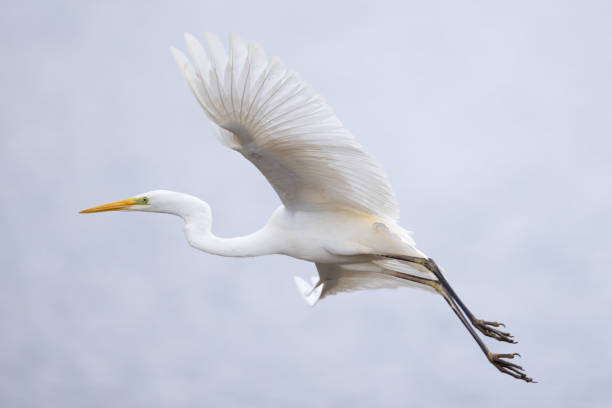 istock Great egret Ardea alba in flight spread wings close up 1390594518