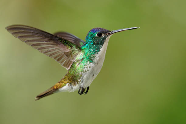 a Hummingbird searches for food in central Colombia