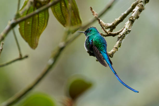 istock Long-tailed Sylph Hummingbird male 1390595484