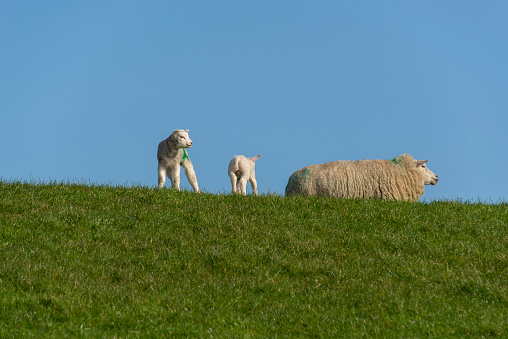 Two little lambs together against their mother in the meadow.