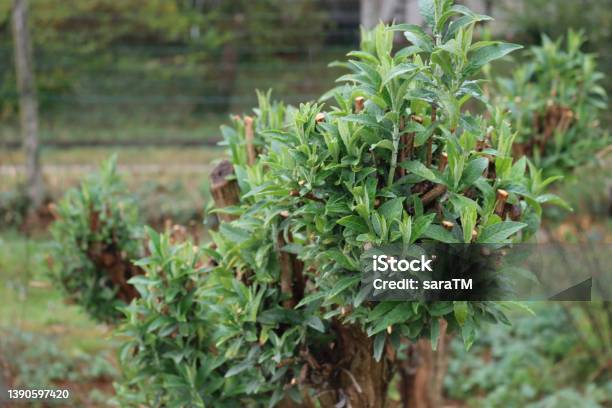 Closeup Of Pruned Branches Of Buddleja Or Butterfly Bush In A Rainy Day Stock Photo - Download Image Now